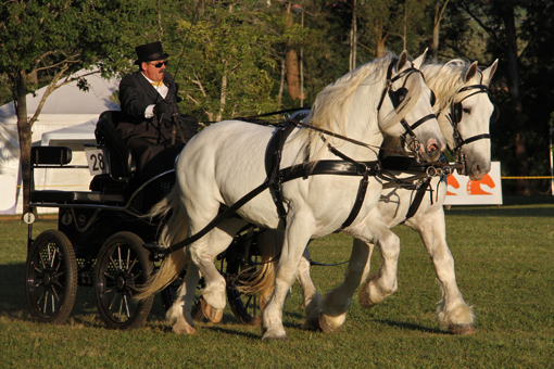 8 - Ronaldo Ricardo de Souza com Taican e Reitor da Arca - Percheron 1