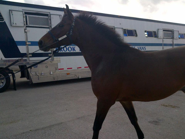 cavalo01 600