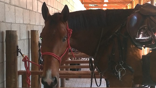 cavalo areacompeticao6