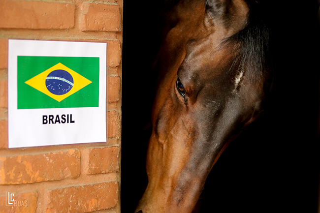 cavalo argentina650