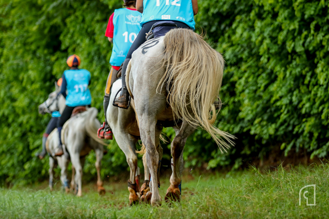 Chevaux Halbar9655 copy