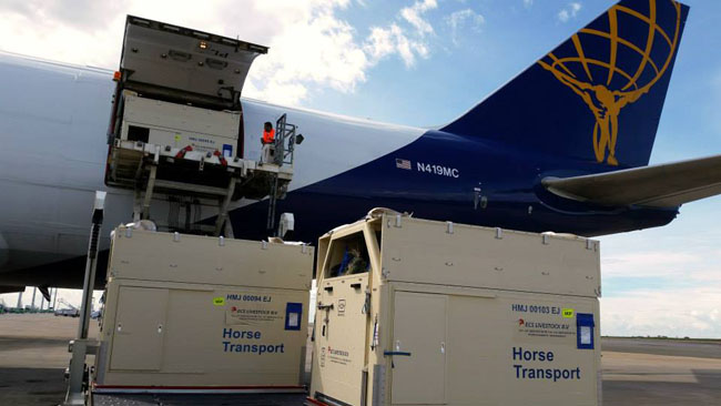 transporte cavalos gctbrasil650