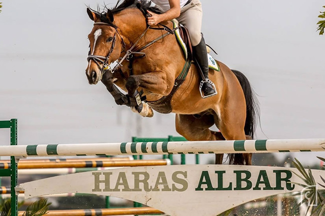 haras albar650