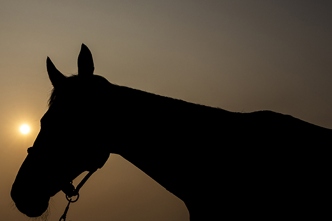 weg2018 fei650